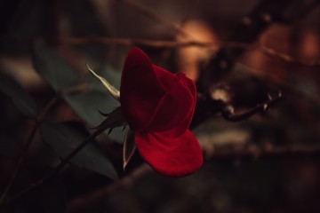natura