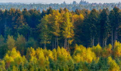 autumnal forest overview