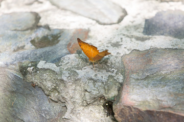 yellow butterfly on a stone