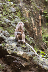 Monkey on a rock