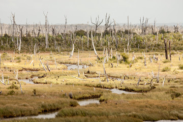 Chiloe Island National Park, Los Lagos Region, Chile