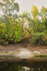 Shore of the lake with autumn forest of coniferous and deciduous trees with reflection in the water. Birches are yellow and orange, pines are green. The water is black, the sky is white