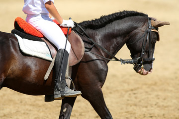 Beautiful sport horse with rider under saddle on natural background, equestrian sport