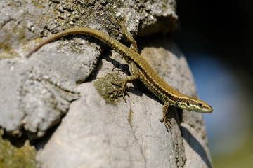 Sand lizard on the stone pillar