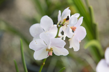 Fototapeta na wymiar white Orchid in the Park