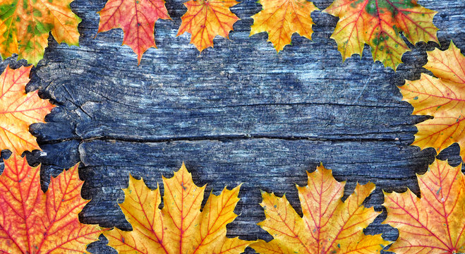 Autumn maple leaves frame over wooden background with copy space for inscription, top view, tablet for text
