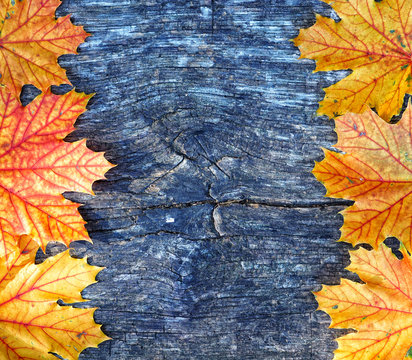 Autumn maple leaves frame over wooden background with copy space for inscription, top view, tablet for text