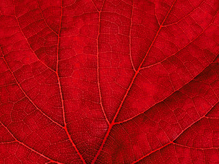 Naklejka na ściany i meble Macro of red grape leaf.