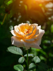 Soft orange rose flower