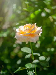 Soft orange rose flower