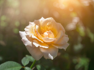 Fototapeta na wymiar Soft orange rose flower