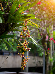 Fototapeta premium Cymbidium finlaysonianum flower.