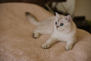 Funny overweight cat with Blue Eyes Relaxing lying on sofa at home. look at camera.Looking at copy-space. Place for text