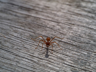 Red ant on old wooden with shadow.