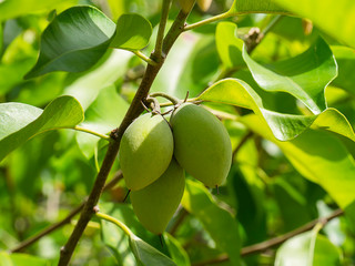 Close up Spanish Cherry plant.