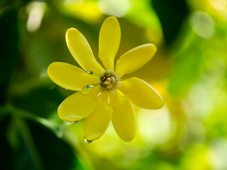 Gardenia carinata Wallich flower