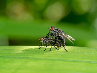The flies are breeding on the leaves.