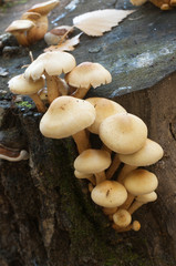 Pholiota alnicola mushrooms