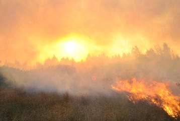 пожар в лесном массиве 