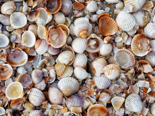 Close up colorful small various bright smooth and embossed light, gray, pastel, brown seashells on the beach by the sea. Detail top view. Natural marine colors, fresh summer spirit.