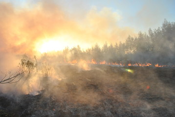 огонь завладел лесом