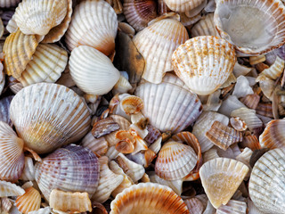 Close up colorful small various bright smooth and embossed light, gray, pastel, brown seashells on the beach by the sea. Detail top view. Natural marine colors, fresh summer spirit.