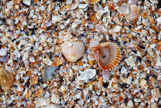 Close up colorful small various bright smooth and embossed light, gray, pastel, brown seashells on the beach by the sea. Detail top view. Natural marine colors, fresh summer spirit.