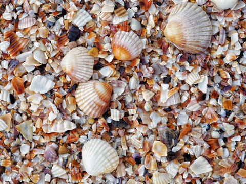 Close up colorful small various bright smooth and embossed light, gray, pastel, brown seashells on the beach by the sea. Detail top view. Natural marine colors, fresh summer spirit.