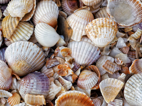 Close up colorful small various bright smooth and embossed light, gray, pastel, brown seashells on the beach by the sea. Detail top view. Natural marine colors, fresh summer spirit.