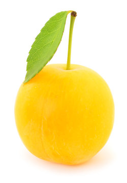 Yellow plum isolated