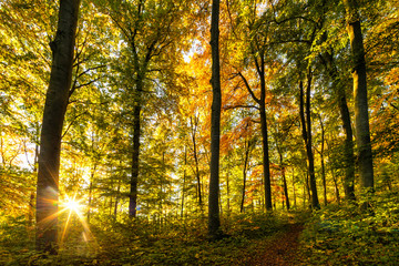 Sonnenaufgang im Herbstwald der Teck - Schwäbische Alb