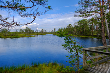 Obraz premium Rannametsa bog trail in Latvia
