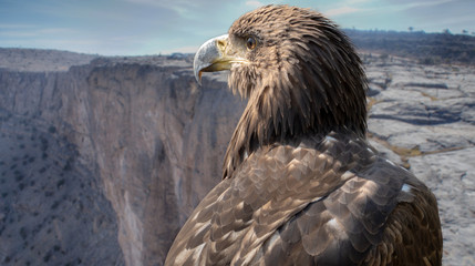 Portrait of a falcon on the plateau of the Jebel Shams, Oman.