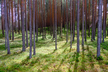 Pine forest with bluberries