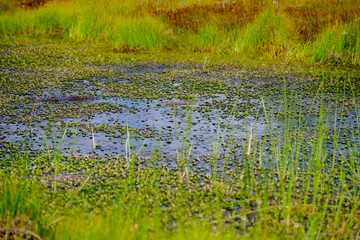 Kemeri bog trail in Latvia