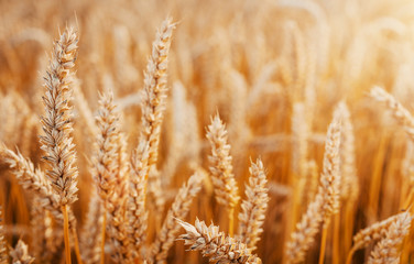  ears of wheat or rye, close up with drops of dew.