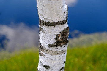 Kemeri bog trail in Latvia