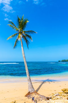 A view of a palm tree and the Caribbean sea off Bocas del Drago beach, Colon Island, Bocas del Toro Islands, Panama