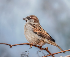 Spatz auf einem Zweig