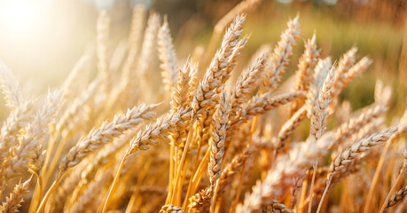 Fototapeta premium golden ears of wheat or rye, close up. under the influence of sunlight.