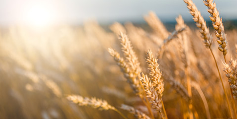 golden ears of wheat or rye, close up. under the influence of sunlight.