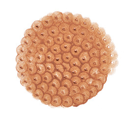 Light beige makeup smear of creamy foundation