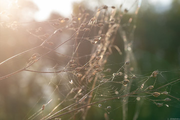 Evening dew on spider web