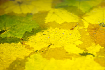 fallen autumn leaves on wet from rain glass