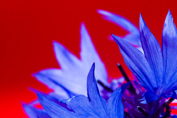 Fototapeta na wymiar Blue cornflower super close-up with large areas of blur 