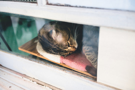 昼寝をする猫