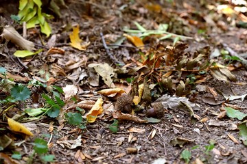 Acorns on fallen leaves in autumn forest