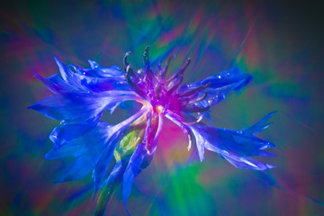 Fototapeta na wymiar Blue cornflower super close-up with large areas of blur 