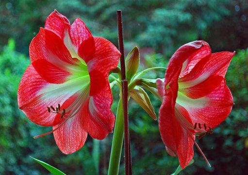 Große Blüte