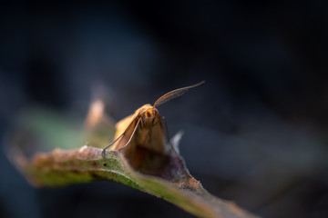 Butterfly macro on leaf